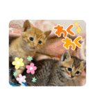 うち猫ฅ^•ω•^ฅ（個別スタンプ：33）