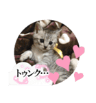 うち猫ฅ^•ω•^ฅ（個別スタンプ：34）