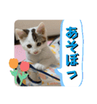 うち猫ฅ^•ω•^ฅ（個別スタンプ：35）