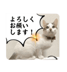 うち猫ฅ^•ω•^ฅ（個別スタンプ：36）
