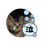 うち猫ฅ^•ω•^ฅ（個別スタンプ：37）