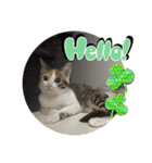 うち猫ฅ^•ω•^ฅ（個別スタンプ：38）