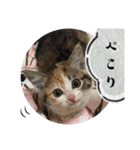うち猫ฅ^•ω•^ฅ（個別スタンプ：39）