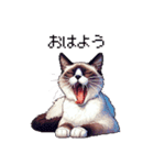 ドット絵 シャム 猫 40種（個別スタンプ：1）