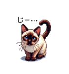 ドット絵 シャム 猫 40種（個別スタンプ：30）