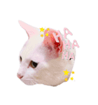 とうふとぽんずのにゃんスタンプ（個別スタンプ：1）