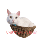 とうふとぽんずのにゃんスタンプ（個別スタンプ：3）