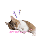 とうふとぽんずのにゃんスタンプ（個別スタンプ：4）