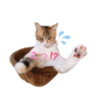 とうふとぽんずのにゃんスタンプ（個別スタンプ：6）