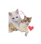 とうふとぽんずのにゃんスタンプ（個別スタンプ：8）