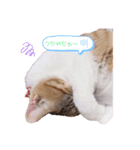 とうふとぽんずのにゃんスタンプ（個別スタンプ：11）