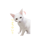 とうふとぽんずのにゃんスタンプ（個別スタンプ：12）