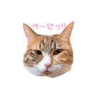 とうふとぽんずのにゃんスタンプ（個別スタンプ：13）