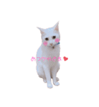 とうふとぽんずのにゃんスタンプ（個別スタンプ：15）