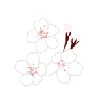 満開の桜 花見に誘うスタンプ（個別スタンプ：6）