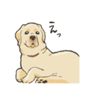 優しいラブラドールレトリーバー（個別スタンプ：3）