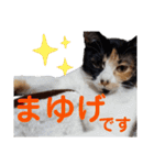 まゆげの一言（個別スタンプ：1）