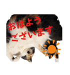 まゆげの一言（個別スタンプ：2）
