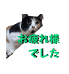 まゆげの一言（個別スタンプ：3）