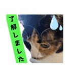 まゆげの一言（個別スタンプ：5）