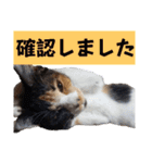 まゆげの一言（個別スタンプ：9）