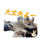 まゆげの一言（個別スタンプ：12）