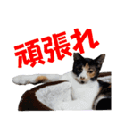 まゆげの一言（個別スタンプ：15）