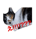 まゆげの一言（個別スタンプ：16）