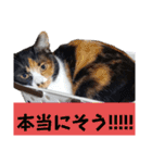 まゆげの一言（個別スタンプ：19）