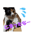 まゆげの一言（個別スタンプ：21）