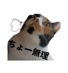 まゆげの一言（個別スタンプ：23）