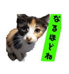 まゆげの一言（個別スタンプ：24）