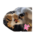 まゆげの一言（個別スタンプ：26）
