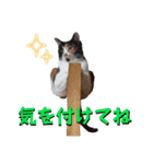 まゆげの一言（個別スタンプ：30）