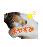 まゆげの一言（個別スタンプ：31）
