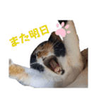 まゆげの一言（個別スタンプ：32）