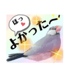 桜文鳥わすけ わすけに相談【改訂版】（個別スタンプ：1）