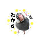 桜文鳥わすけ わすけに相談【改訂版】（個別スタンプ：6）