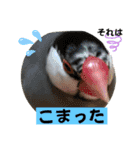 桜文鳥わすけ わすけに相談【改訂版】（個別スタンプ：8）