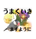 桜文鳥わすけ わすけに相談【改訂版】（個別スタンプ：14）