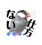 桜文鳥わすけ わすけに相談【改訂版】（個別スタンプ：19）