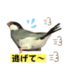 桜文鳥わすけ わすけに相談【改訂版】（個別スタンプ：20）