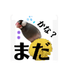 桜文鳥わすけ わすけに相談【改訂版】（個別スタンプ：22）