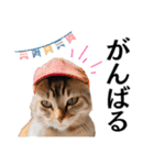 Cap Cat 〜キャップキャット〜（個別スタンプ：1）