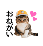 Cap Cat 〜キャップキャット〜（個別スタンプ：6）