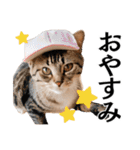 Cap Cat 〜キャップキャット〜（個別スタンプ：8）