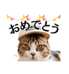 Cap Cat 〜キャップキャット〜（個別スタンプ：10）