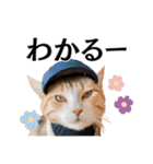 Cap Cat 〜キャップキャット〜（個別スタンプ：11）