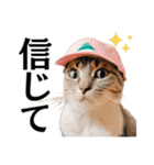 Cap Cat 〜キャップキャット〜（個別スタンプ：12）