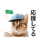 Cap Cat 〜キャップキャット〜（個別スタンプ：15）